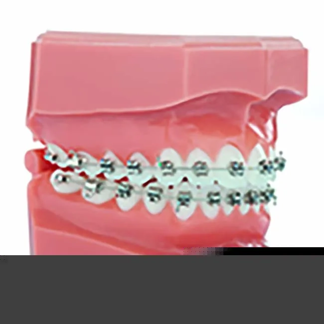 20-XXXX-XXXX typodont4