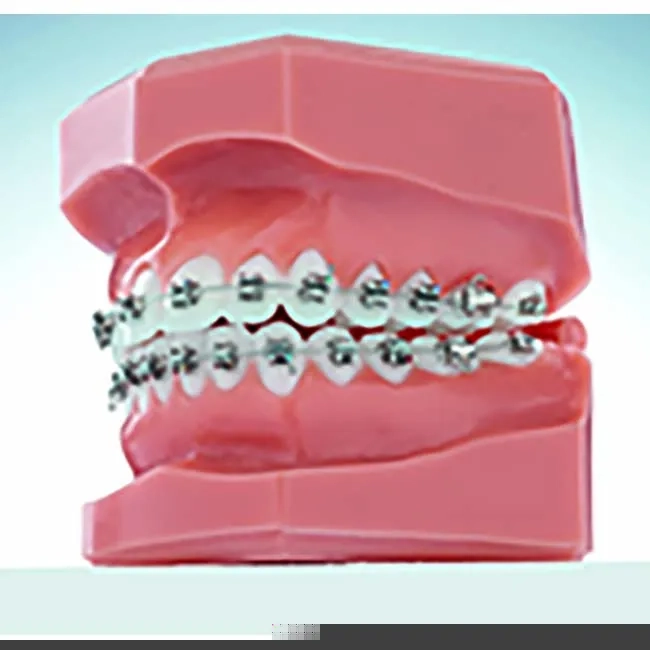 20-XXXX-XXXX typodont5